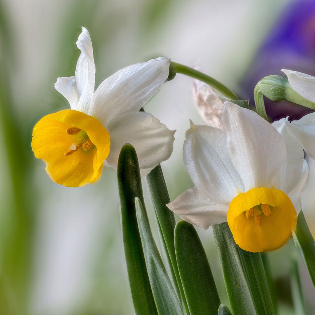Narciso Tazetta Canaliculatus