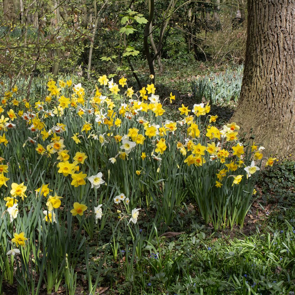 Narcissus - Narciso