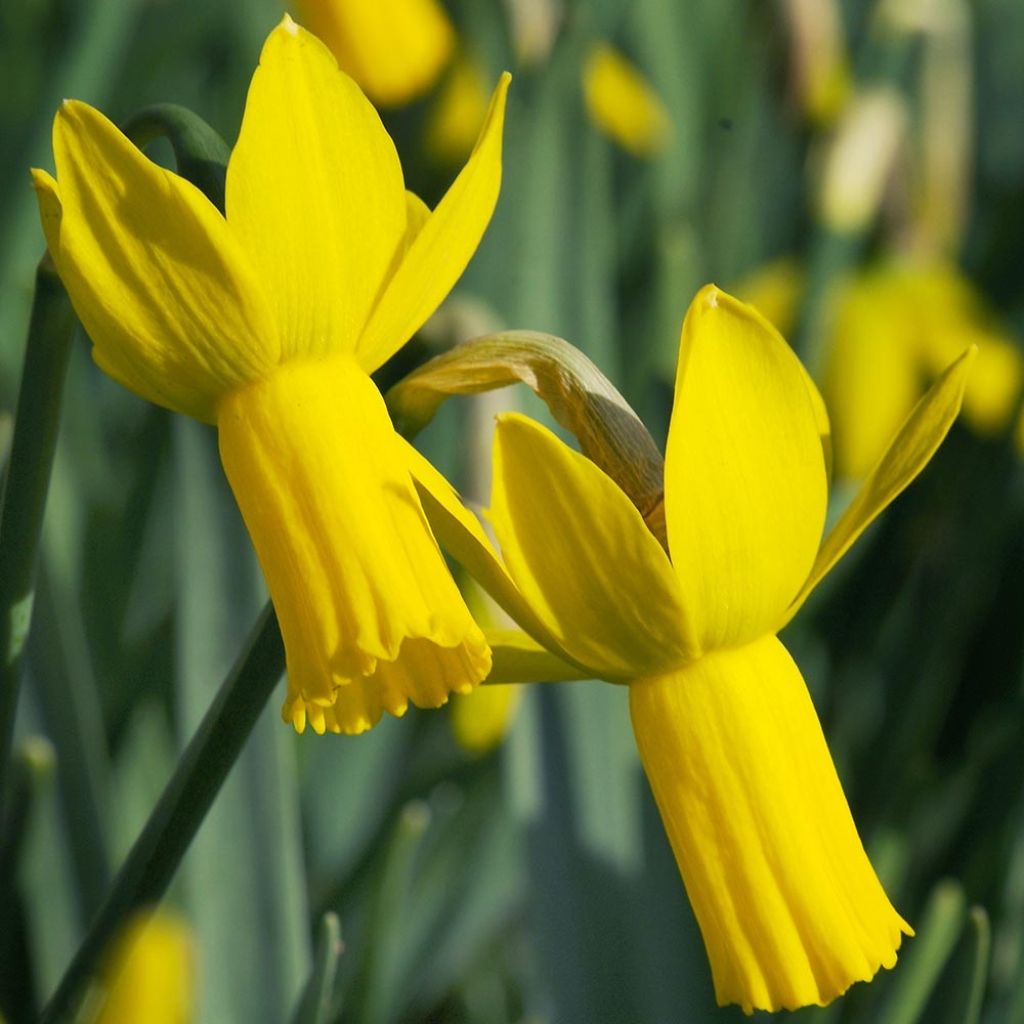 Narciso cyclamineus Rapture