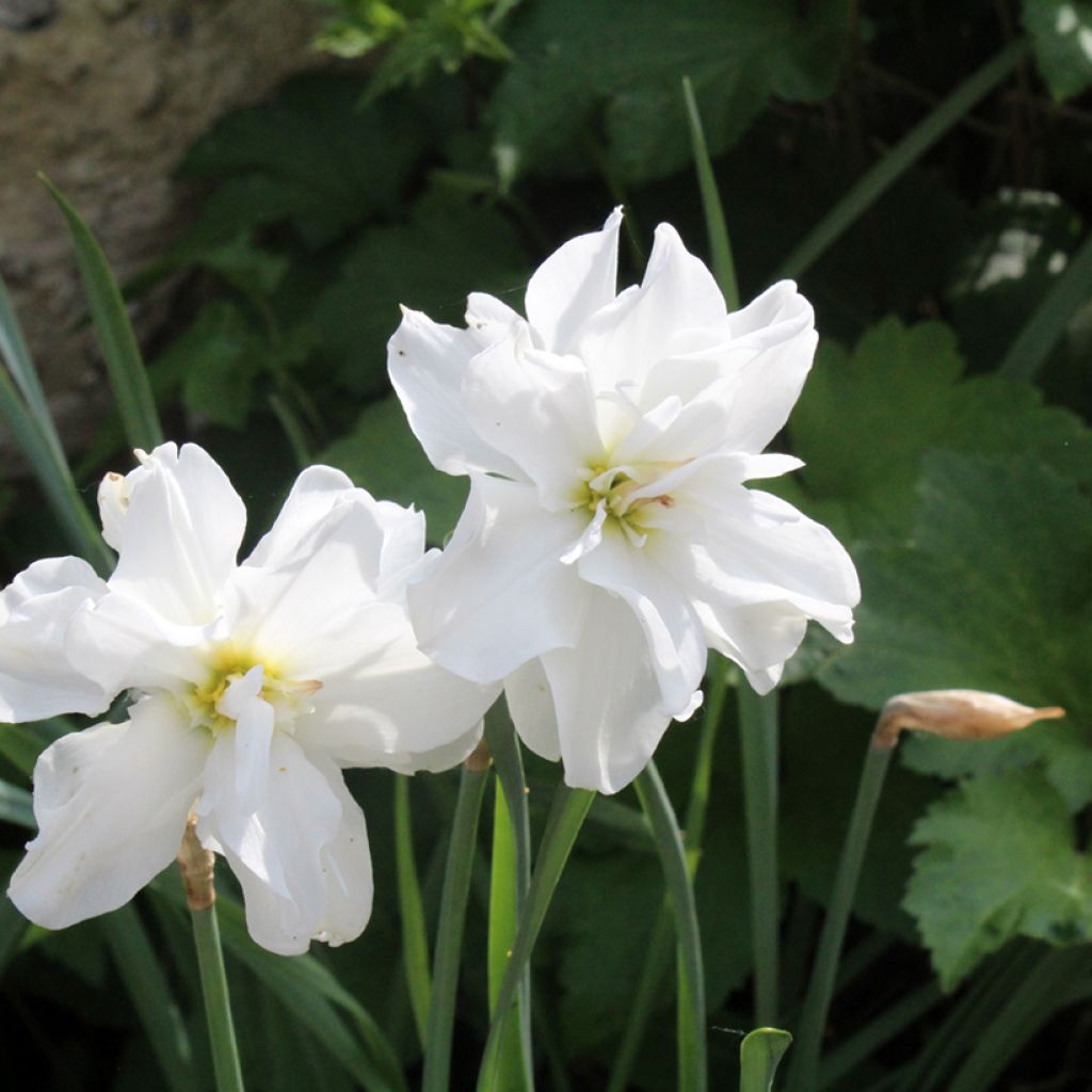Narciso Albus Plenus Odoratus