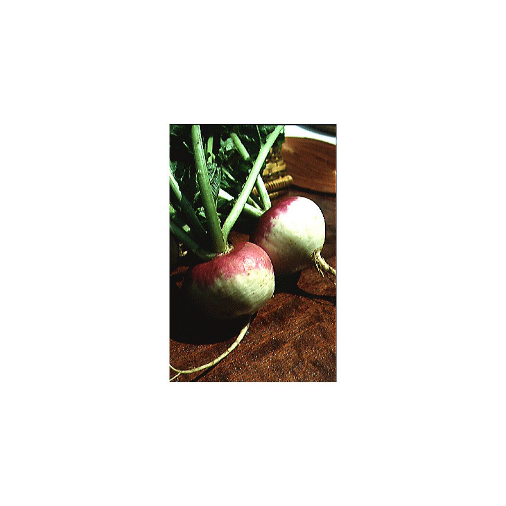 Rapa di Nancy a foglia intera