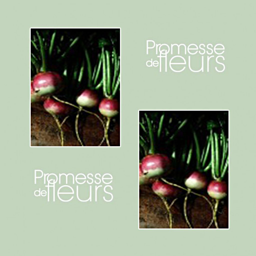 Rapa di Nancy a foglia intera