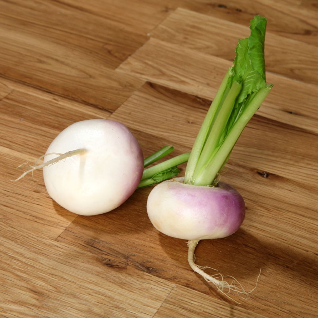 Rapa à Forcer Collet Rose