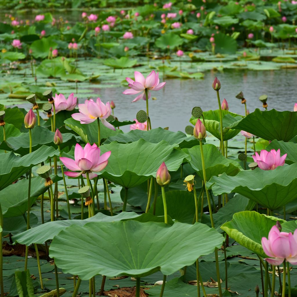 Nelumbo Red at Sunset - Fior di loto