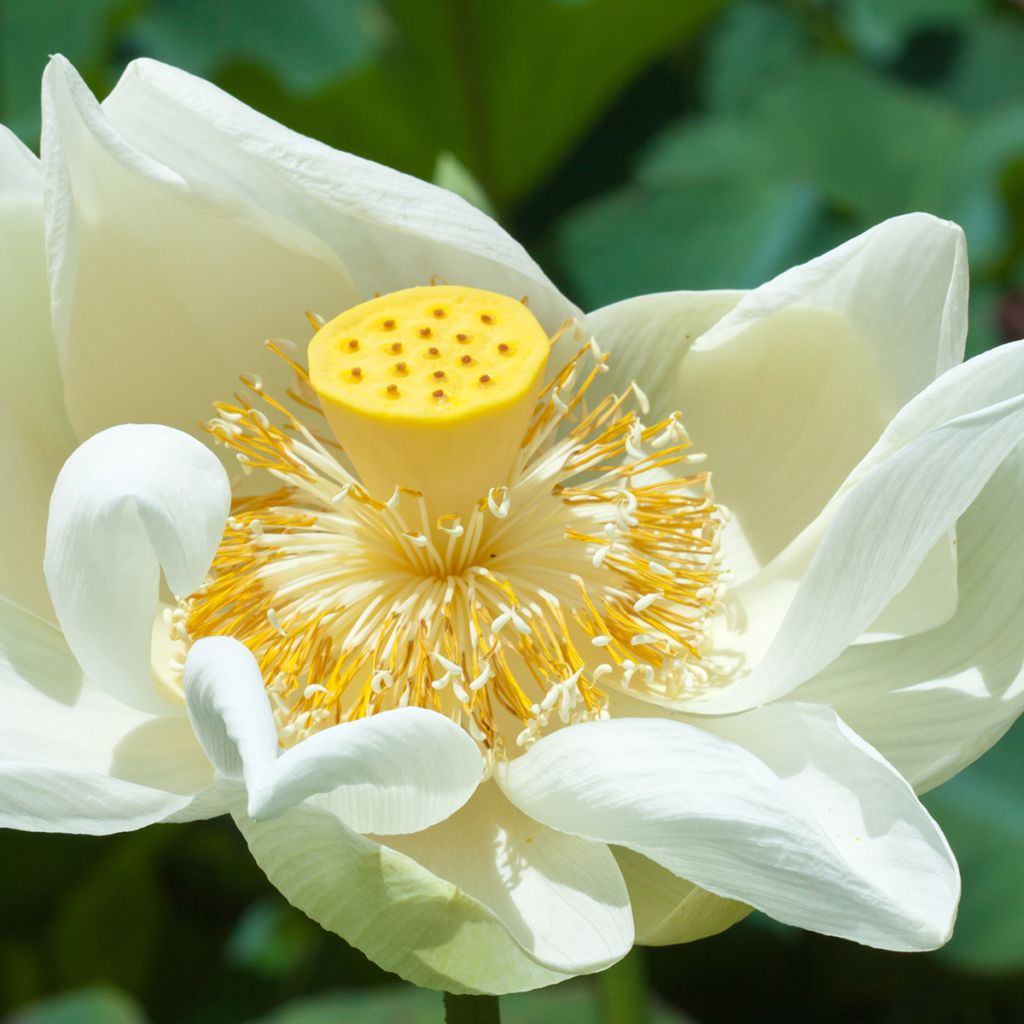 Nelumbo nucifera Stellar White - Fior di loto