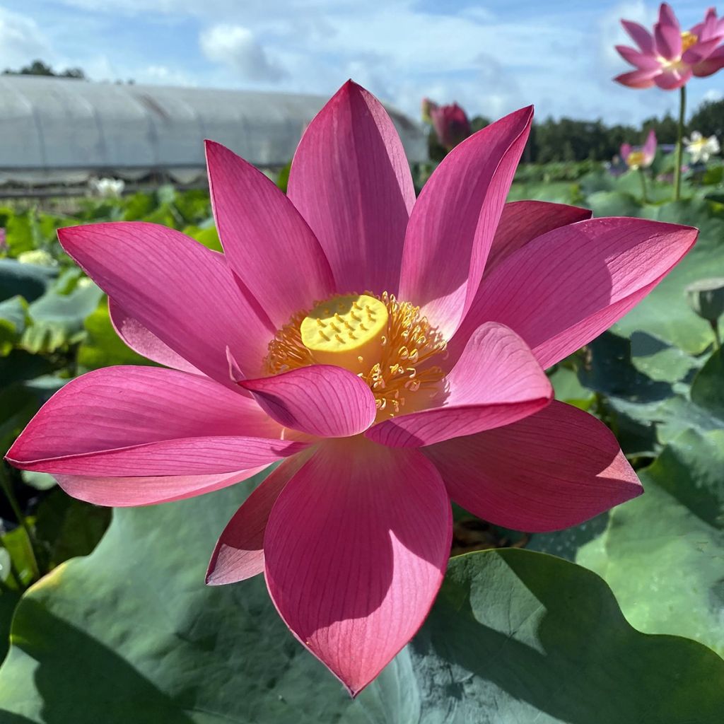 Nelumbo nucifera Ford's Raptor Red - Fior di loto