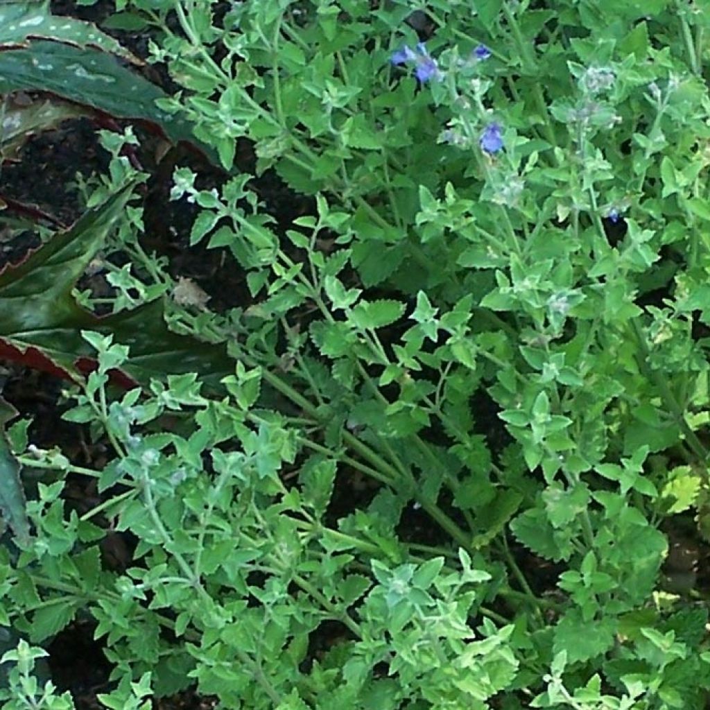 Nepeta faassenii Kit Cat