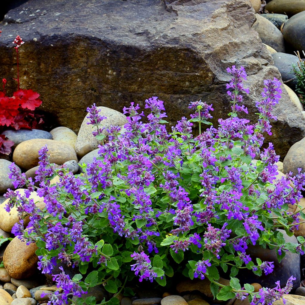 Nepeta Nova Blue