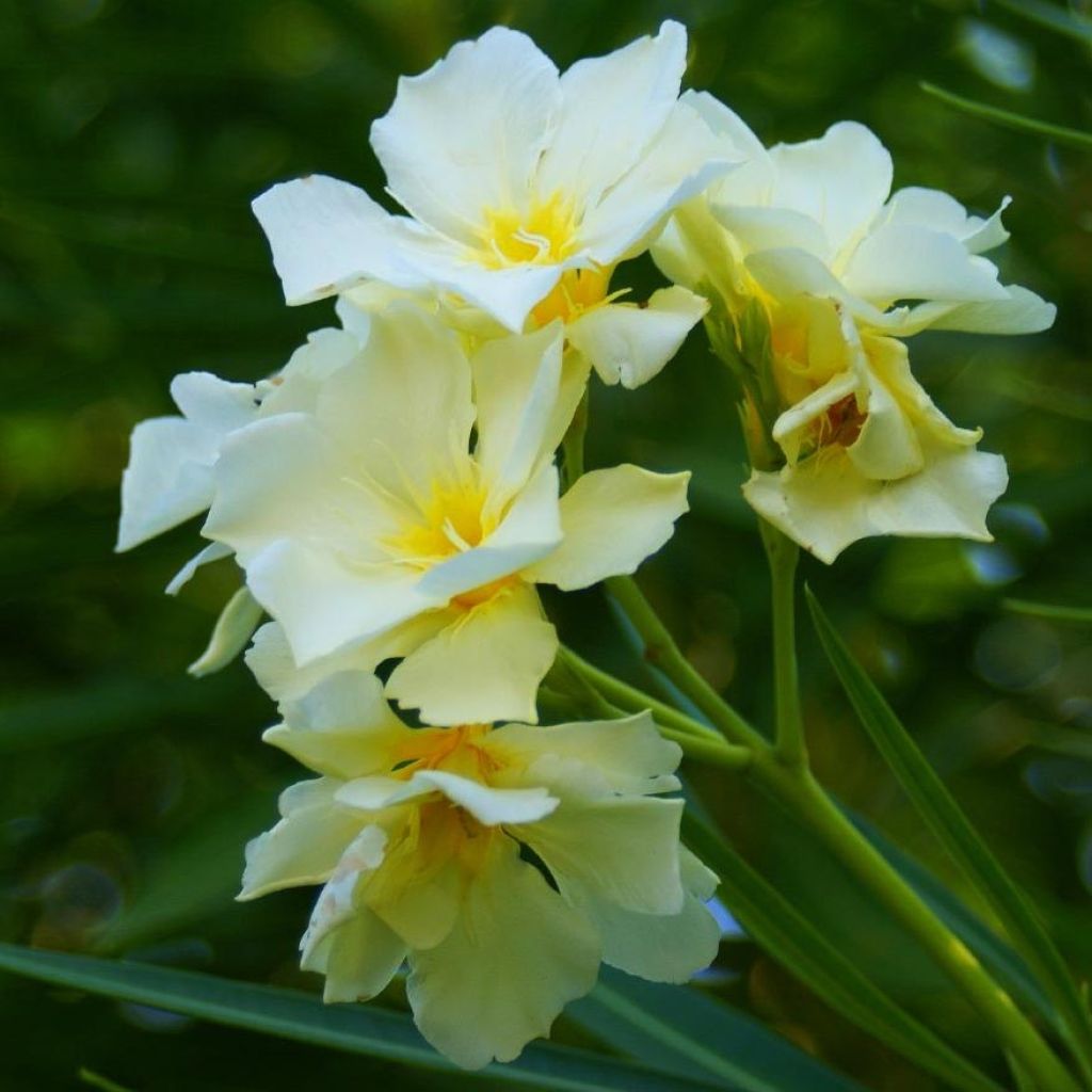 Nerium oleander Luteum Plenum - Oleandro