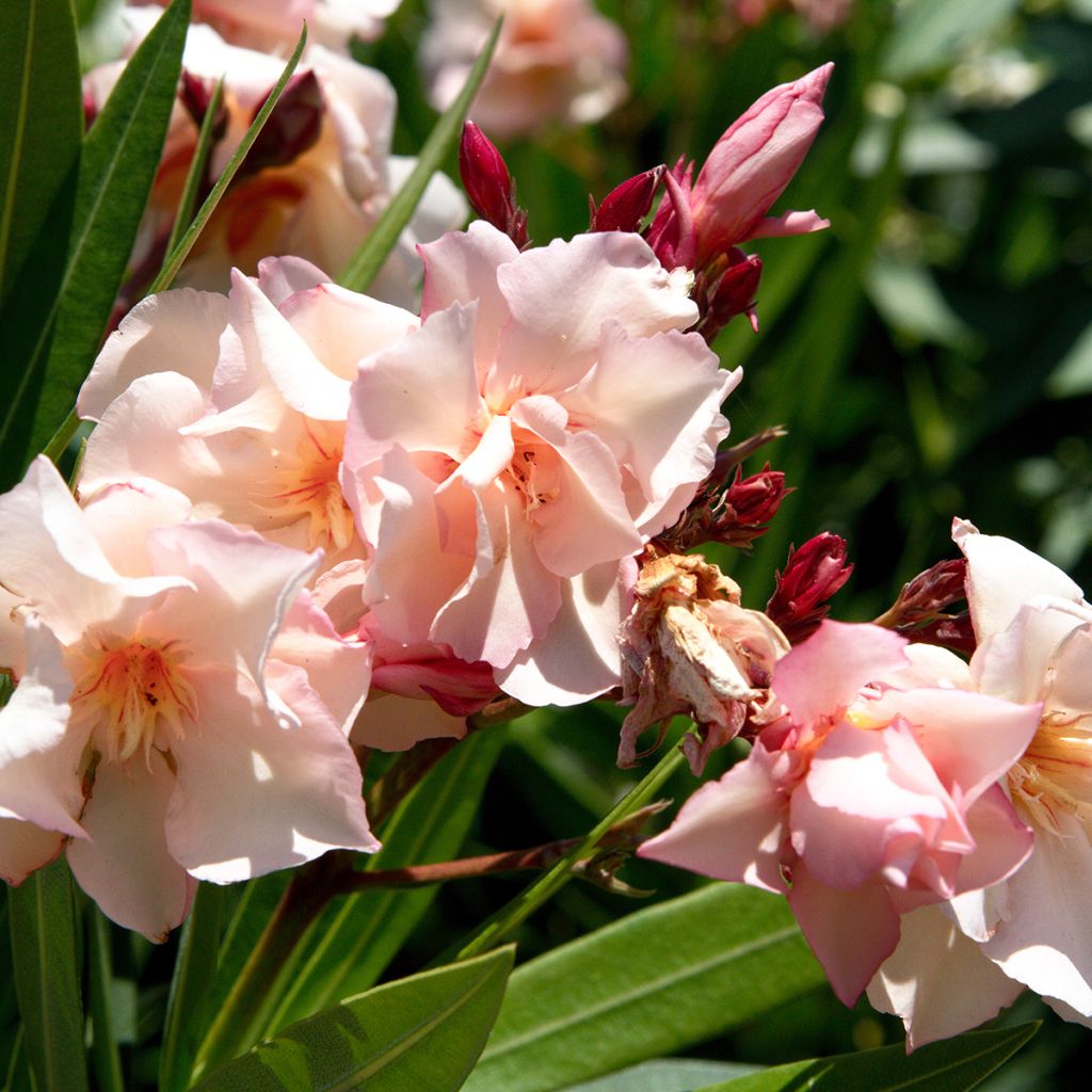 Nerium oleander Provence - Oleandro