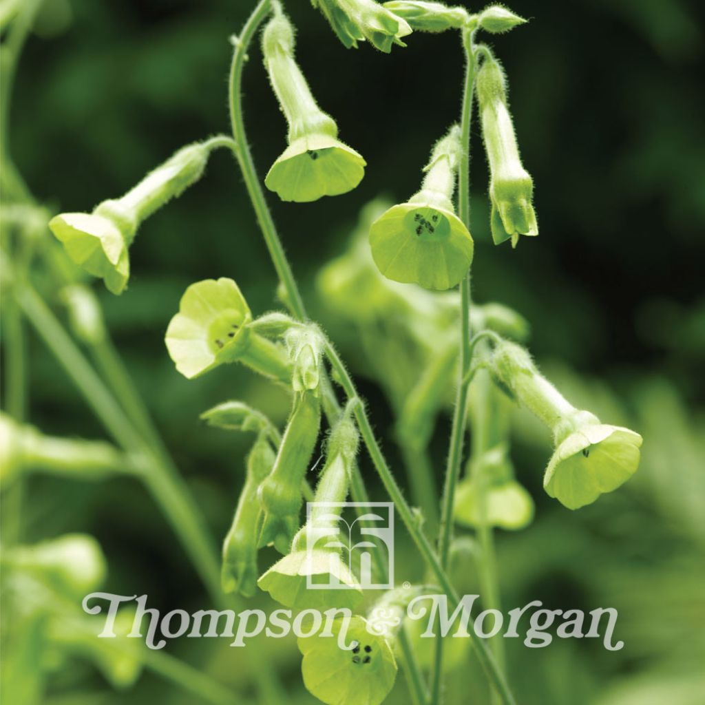 Nicotiana Langsdorffii