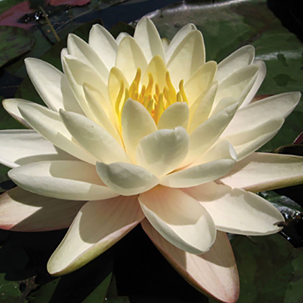 Nymphaea Denver