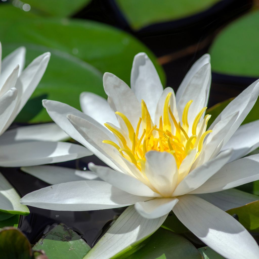 Nymphaea Hermine