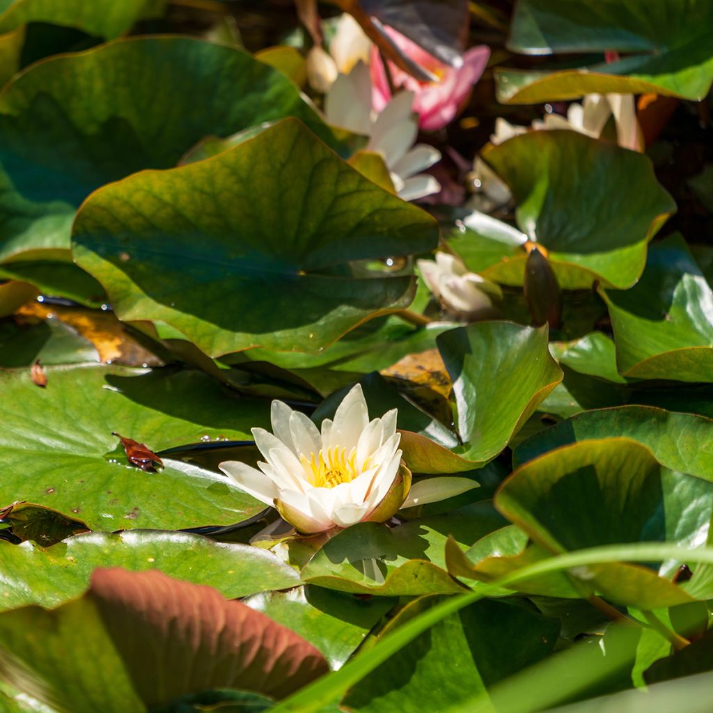Nymphaea Marliacea Albida