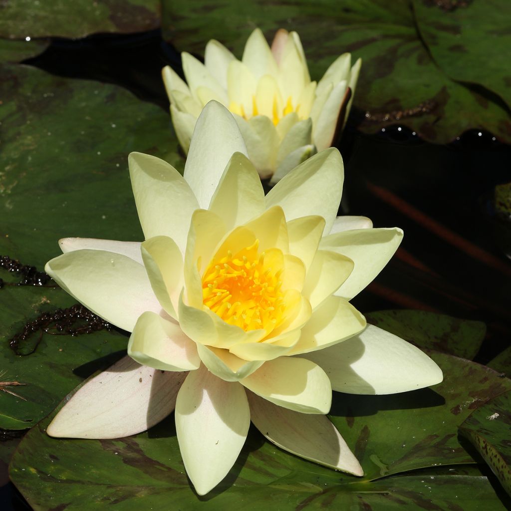 Nymphaea Marliacea Chromatella