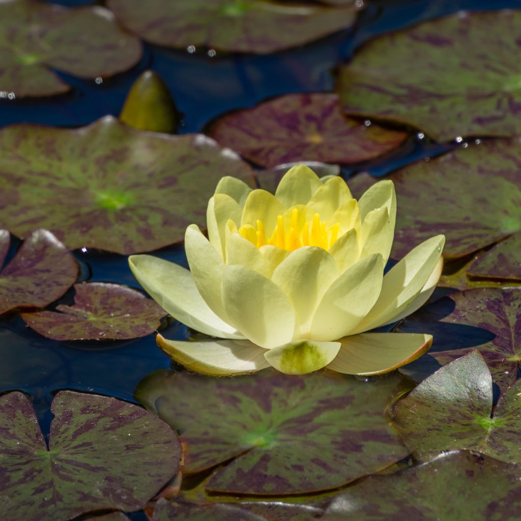 Nymphaea Marliacea Chromatella