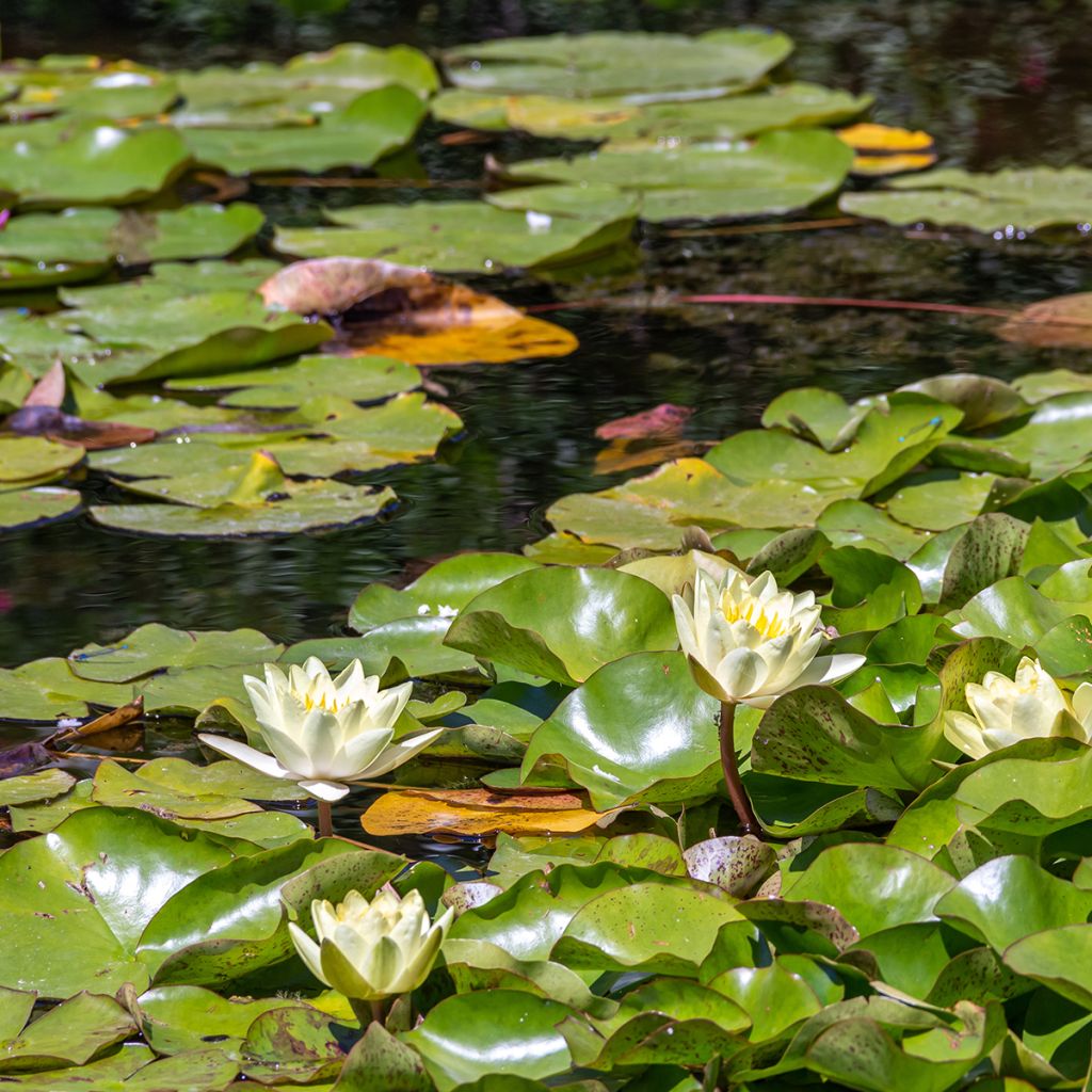 Nymphaea Marliacea Chromatella