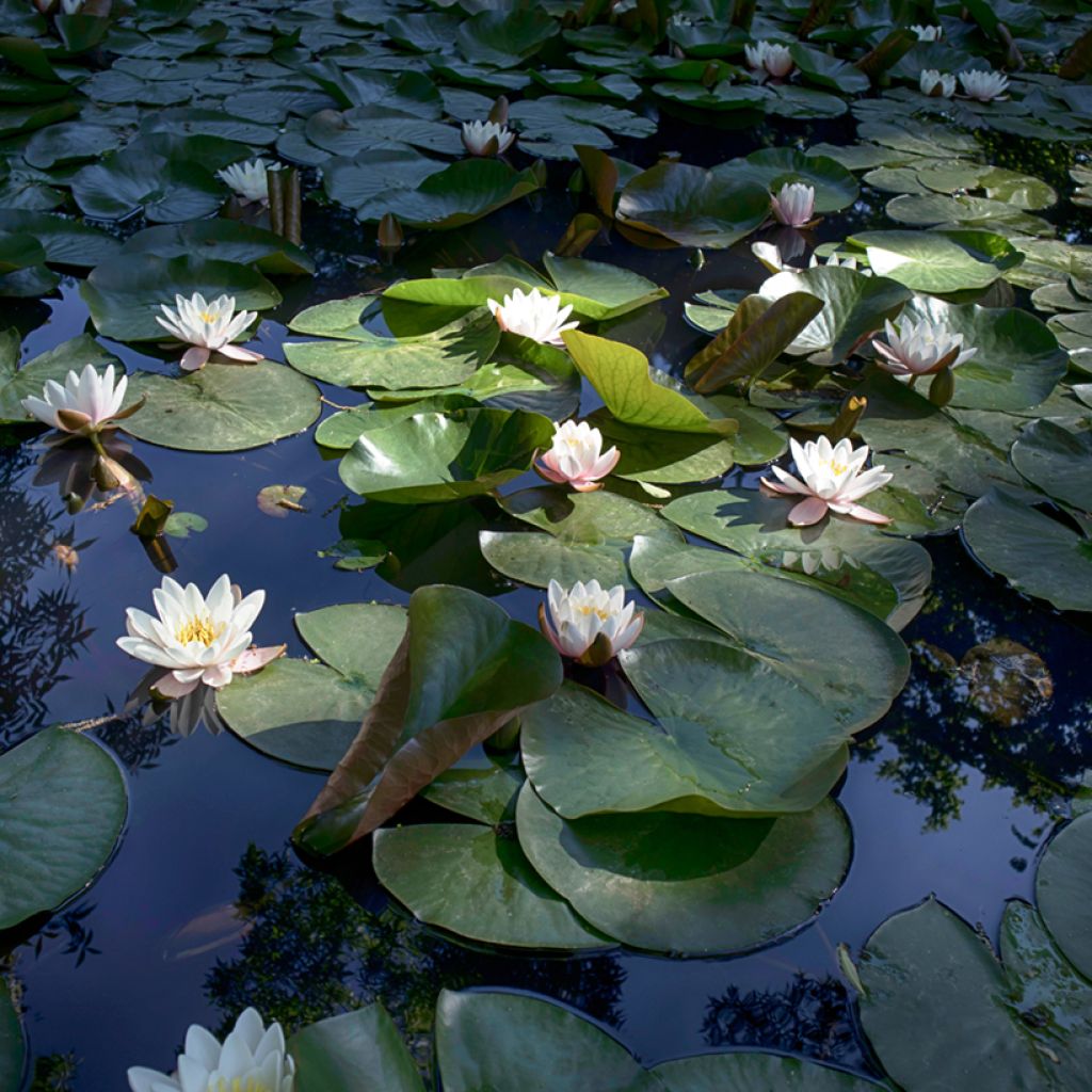 Nymphaea Virginalis