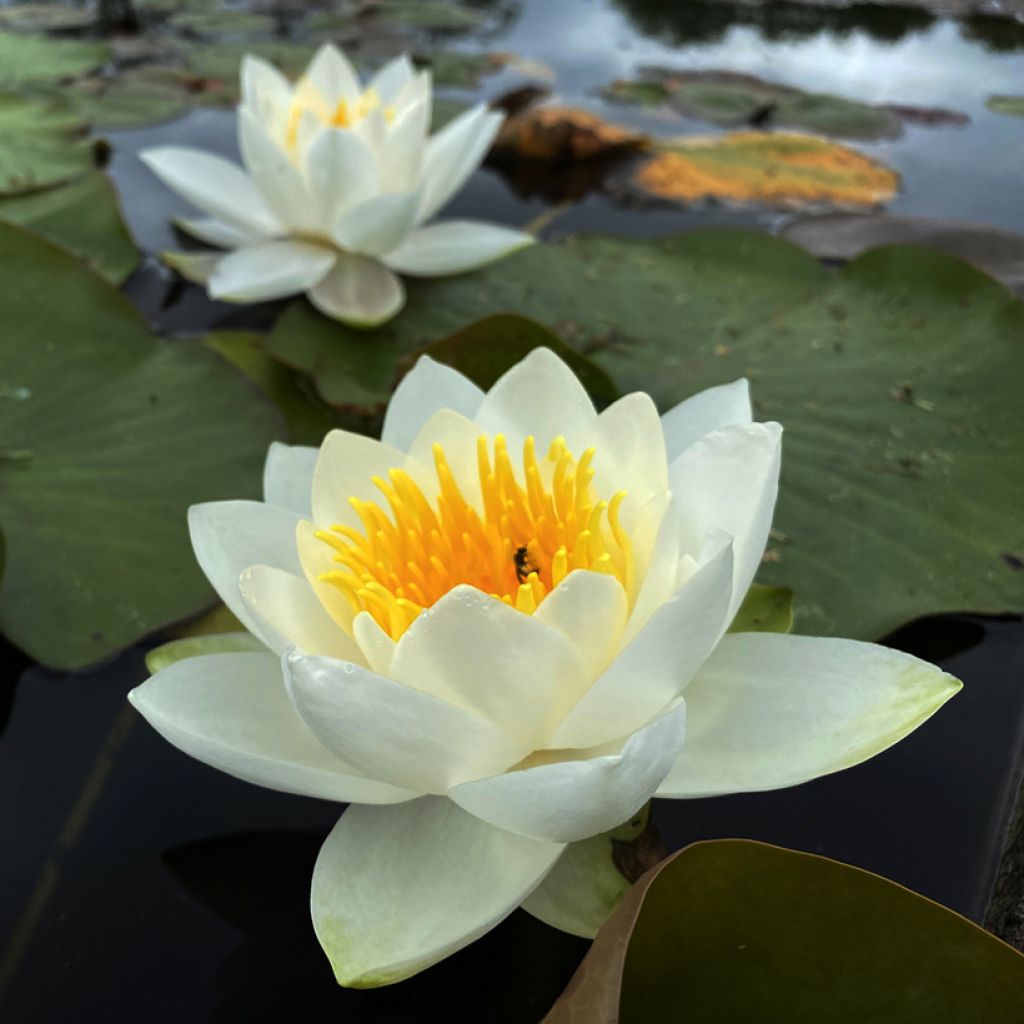 Nymphaea Virginalis