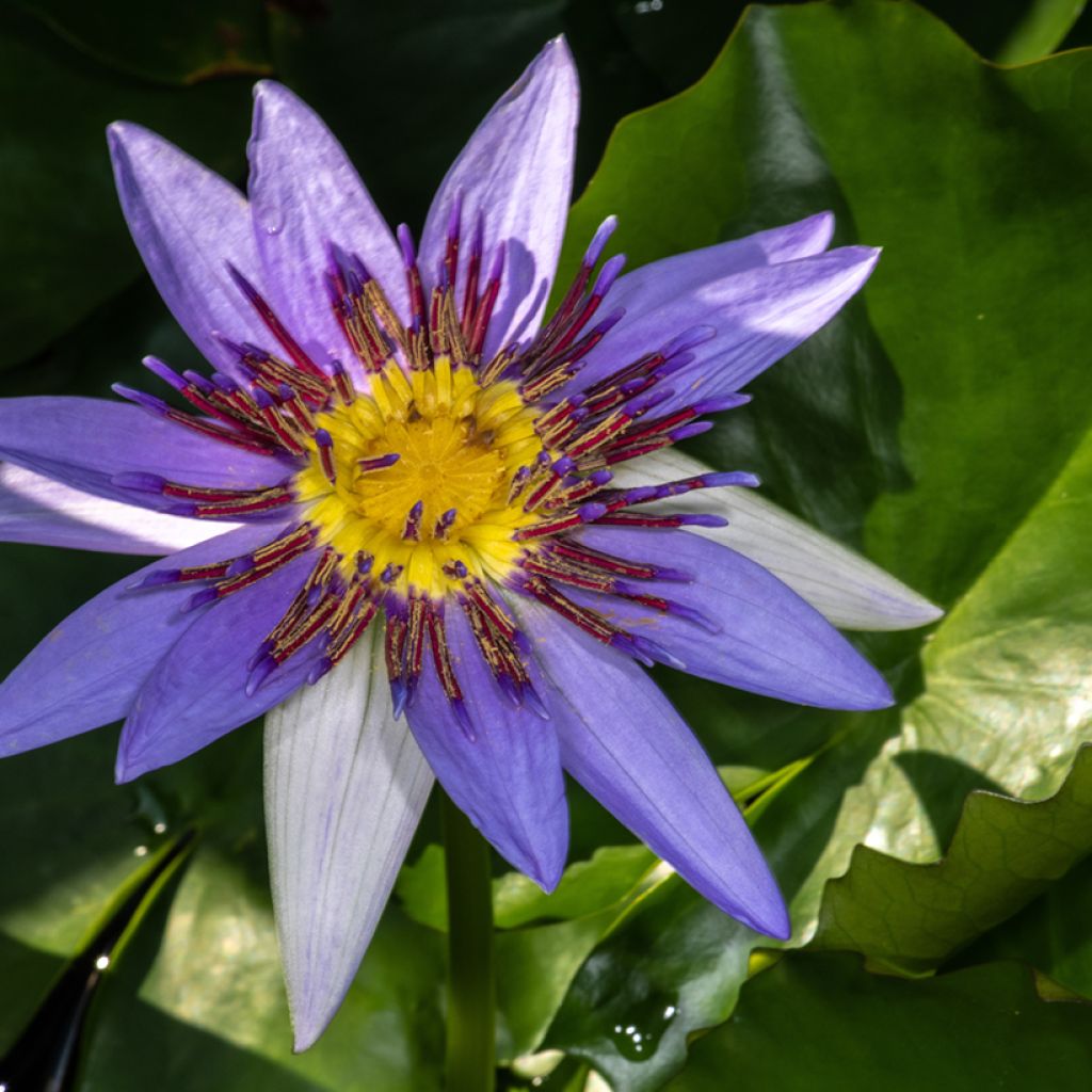 Nymphaea colorata - Ninfea tropicale diurna
