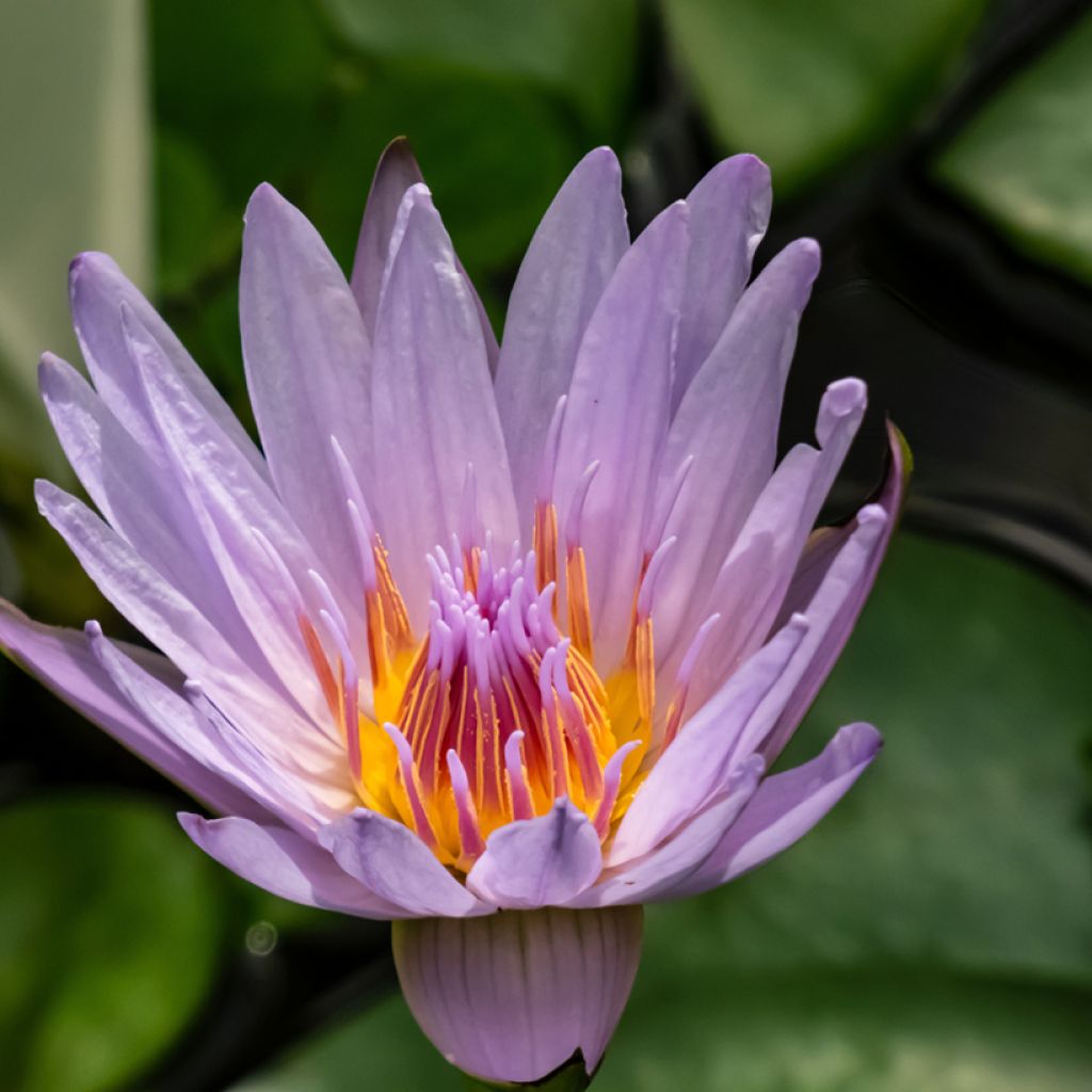 Nymphaea colorata - Ninfea tropicale diurna