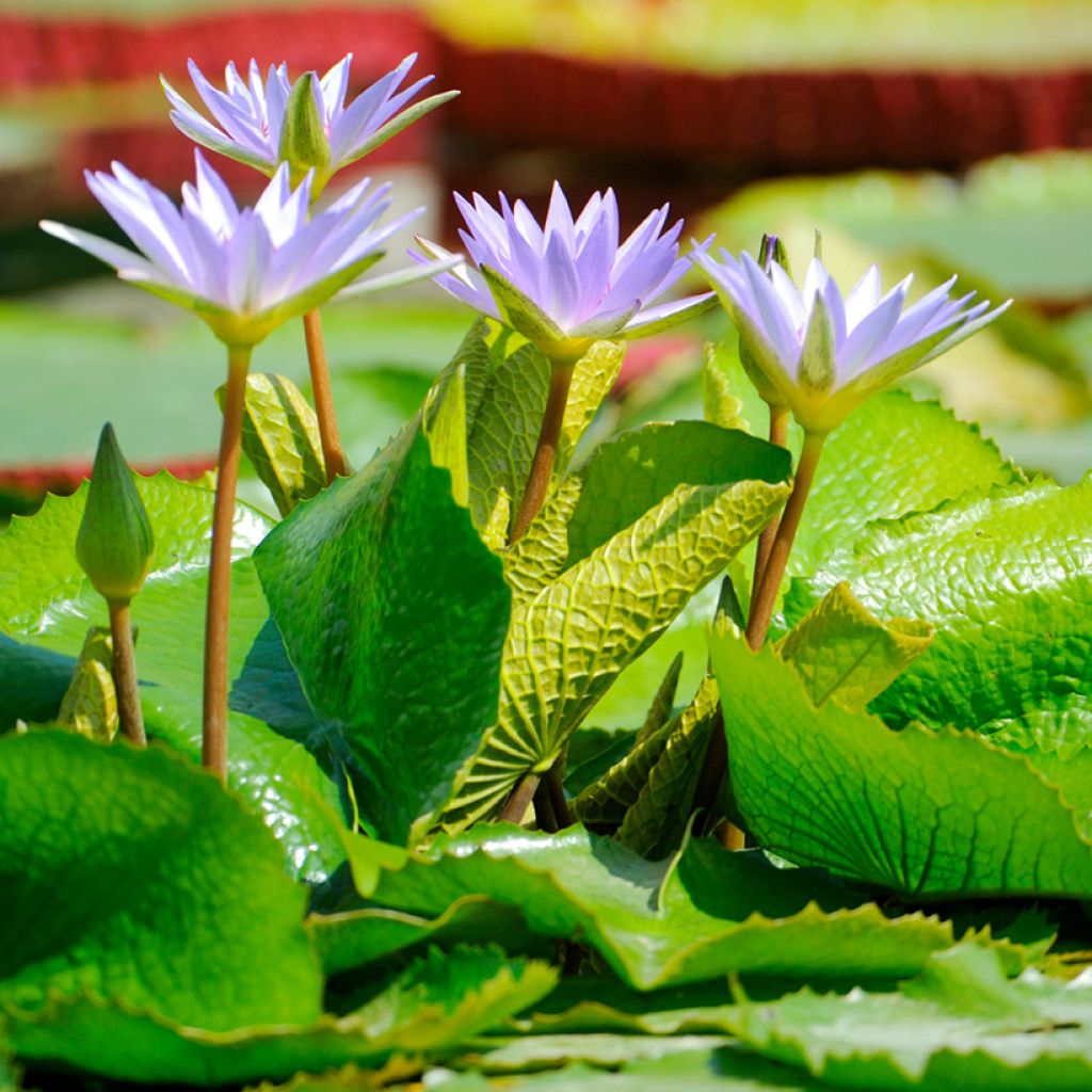 Nymphaea colorata - Ninfea tropicale diurna