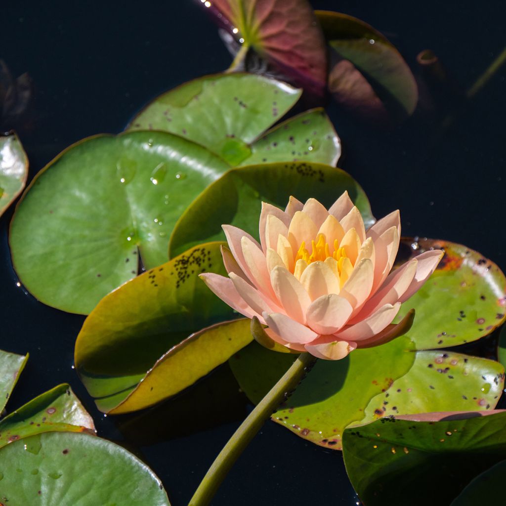 Nymphaea Clyde Ikins