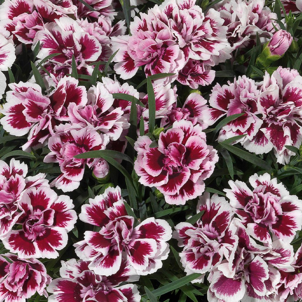Dianthus barbatus Sunflor Red Esta - Garofano dei poeti