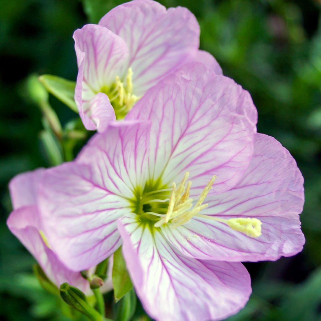 Oenothera speciosa Siskiyou