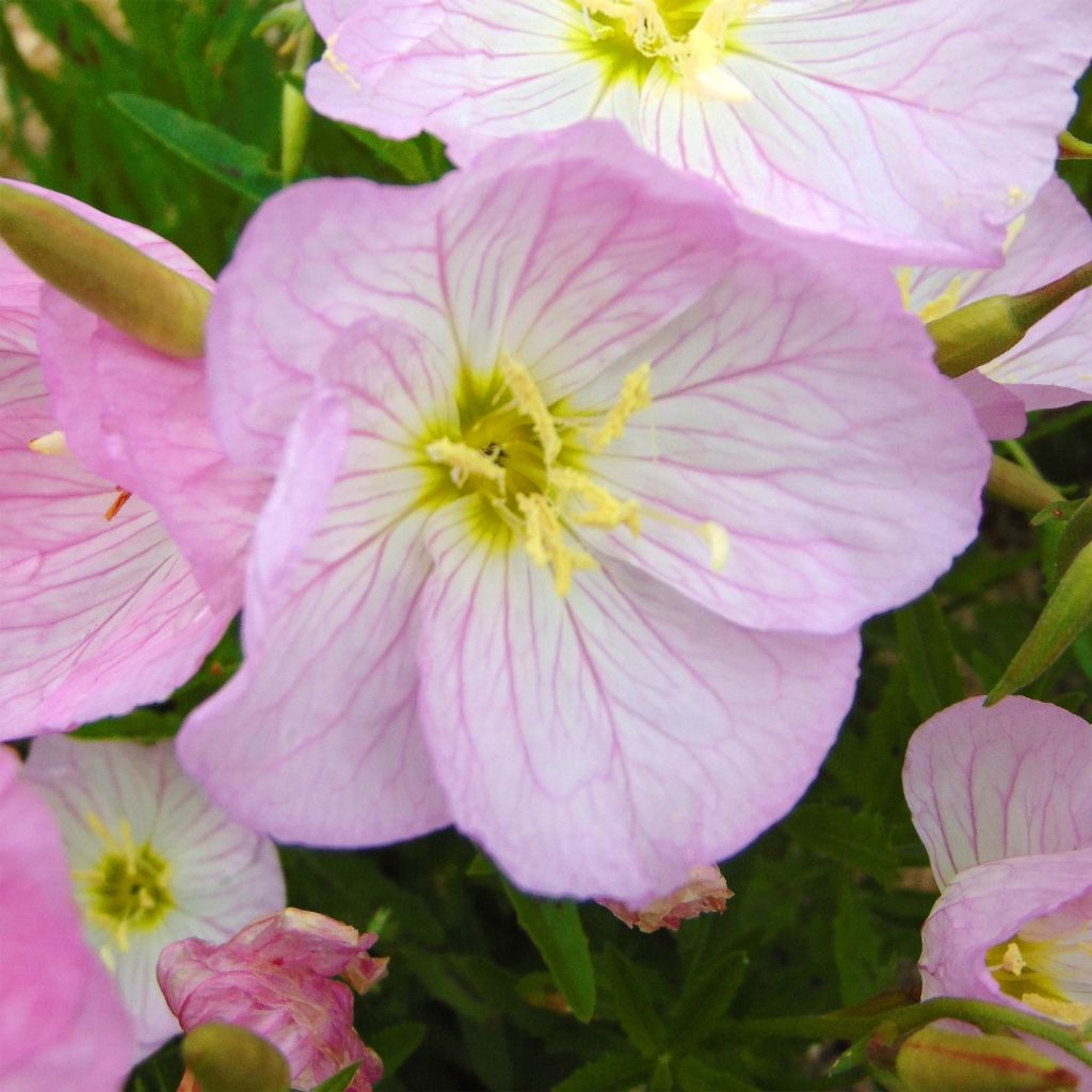 Oenothera speciosa Siskiyou