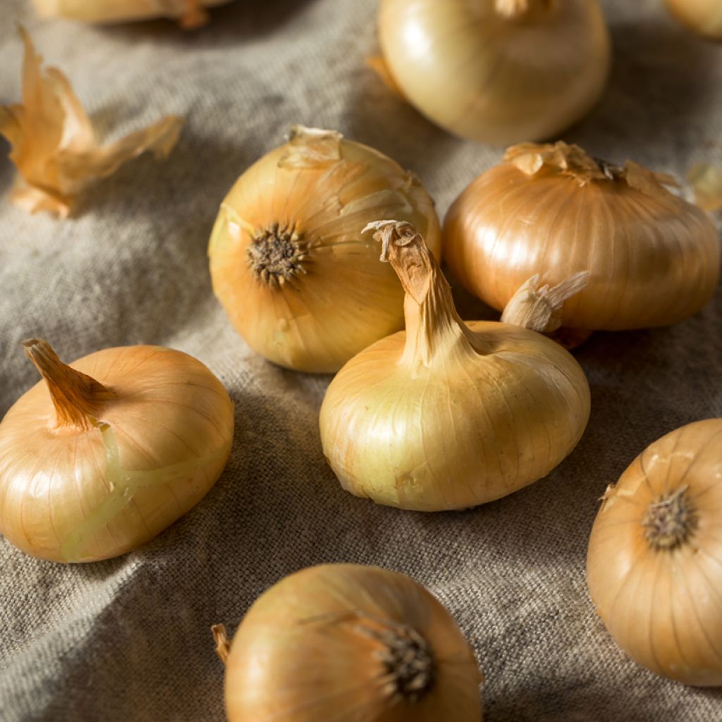 Cipolla Borettana