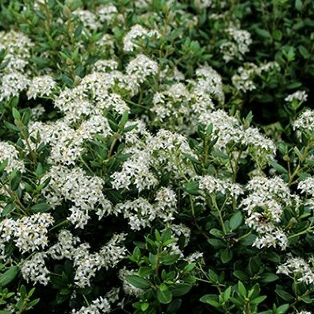 Olearia (x) haastii - Aster en arbre
