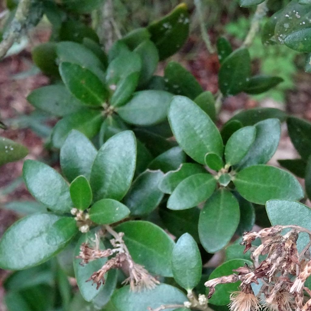 Olearia (x) haastii - Aster en arbre