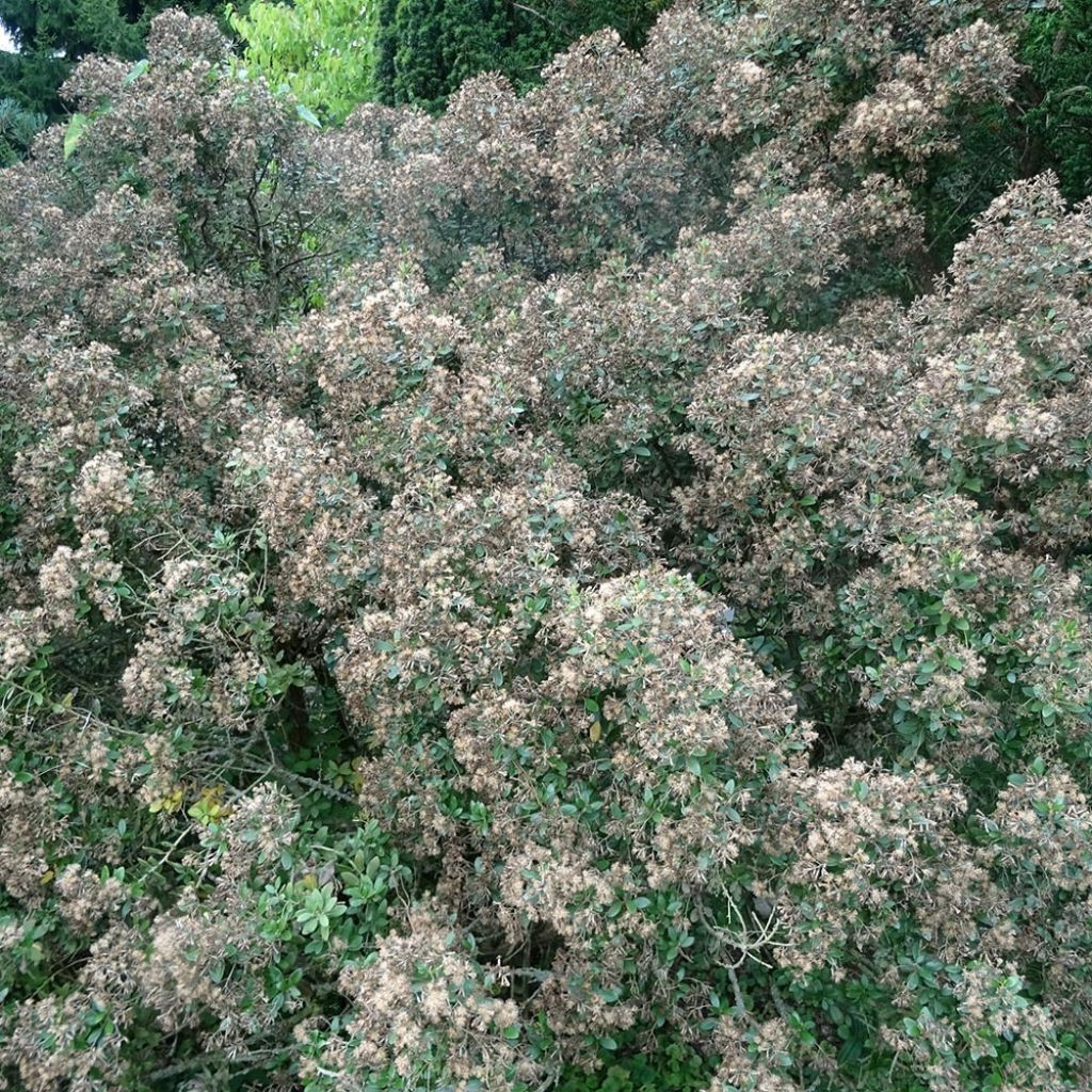 Olearia (x) haastii - Aster en arbre