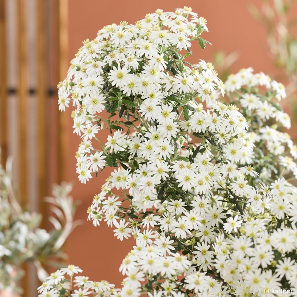 Olearia phlogopappa Spring Bling