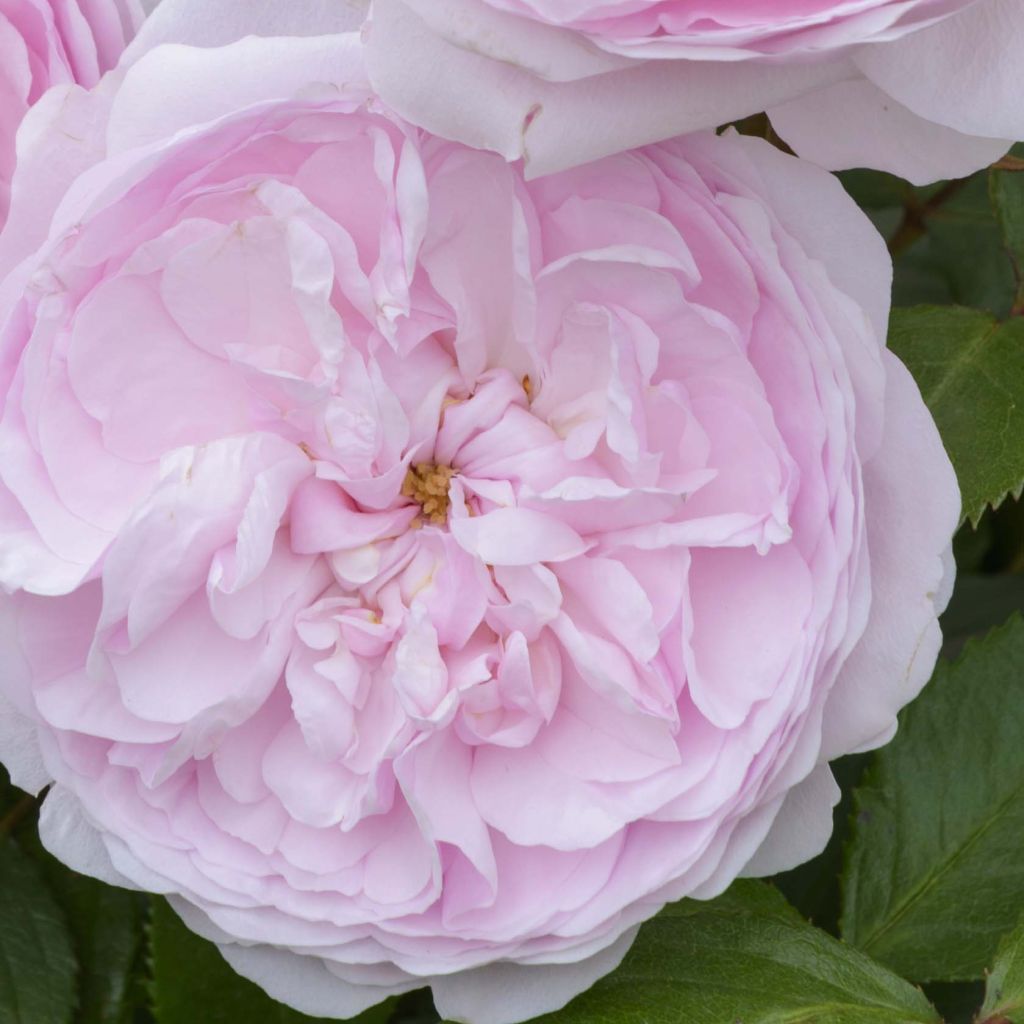 Rosa Olivia Rose Austin