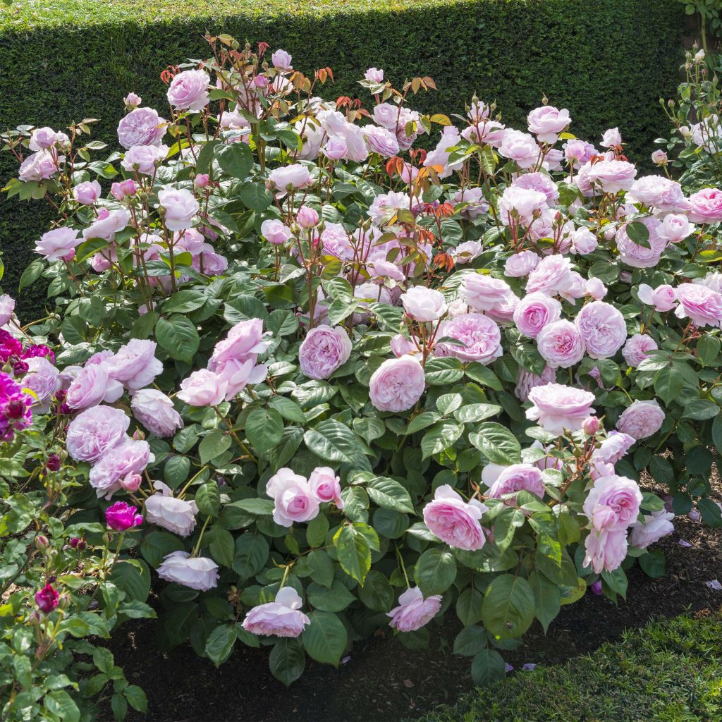 Rosa Olivia Rose Austin