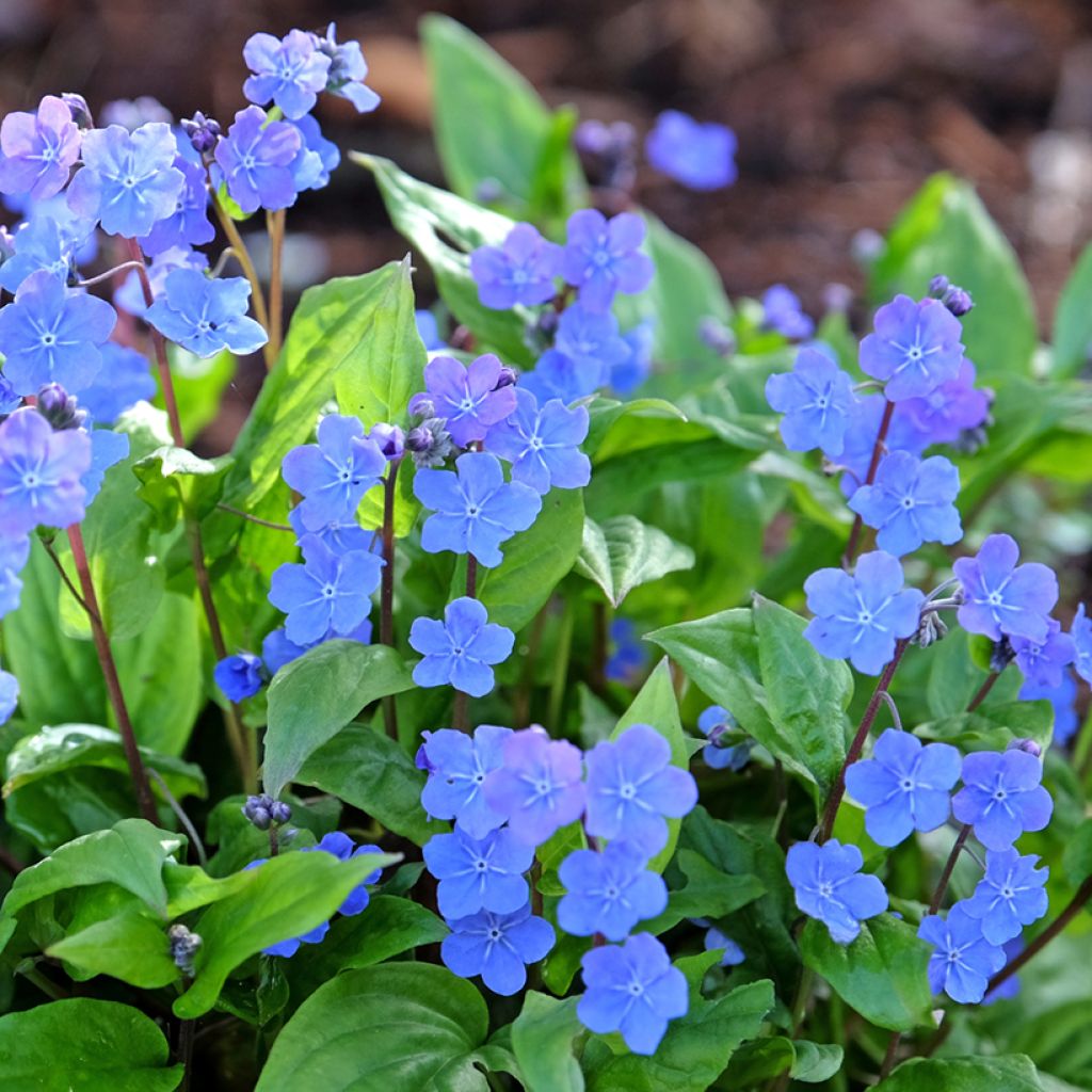 Omphalodes Cherry Ingram