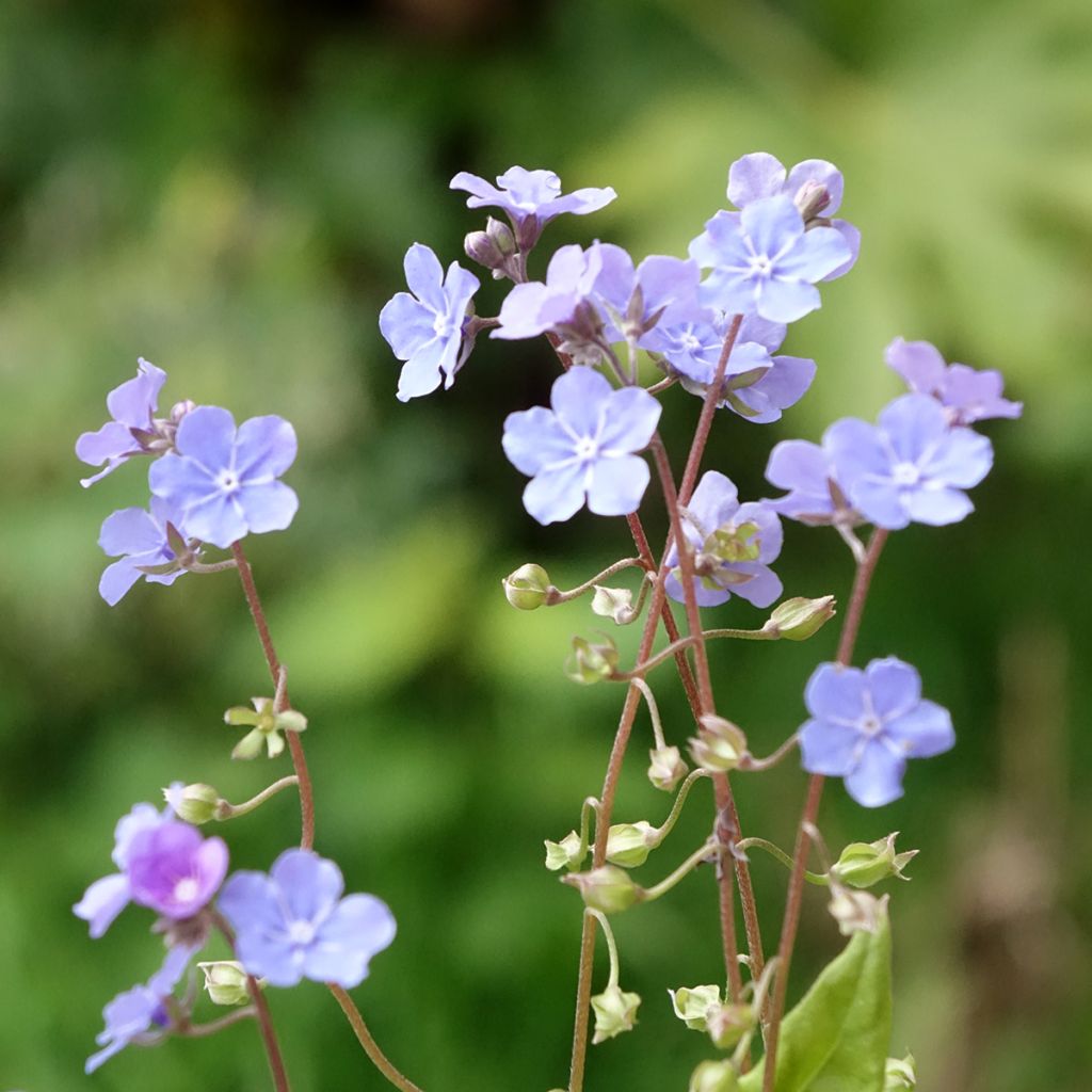 Omphalodes Cherry Ingram