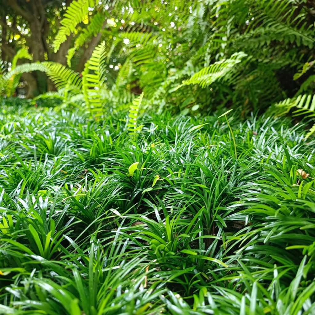 Ophiopogon japonicus - Mughetto giapponese