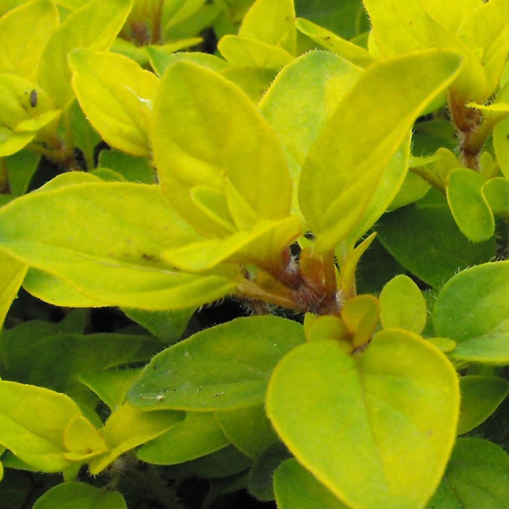 Origano dorato Norton Gold