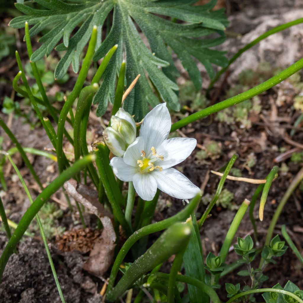 Ornithogalum oligophyllum White Trophy - Ornitogallo