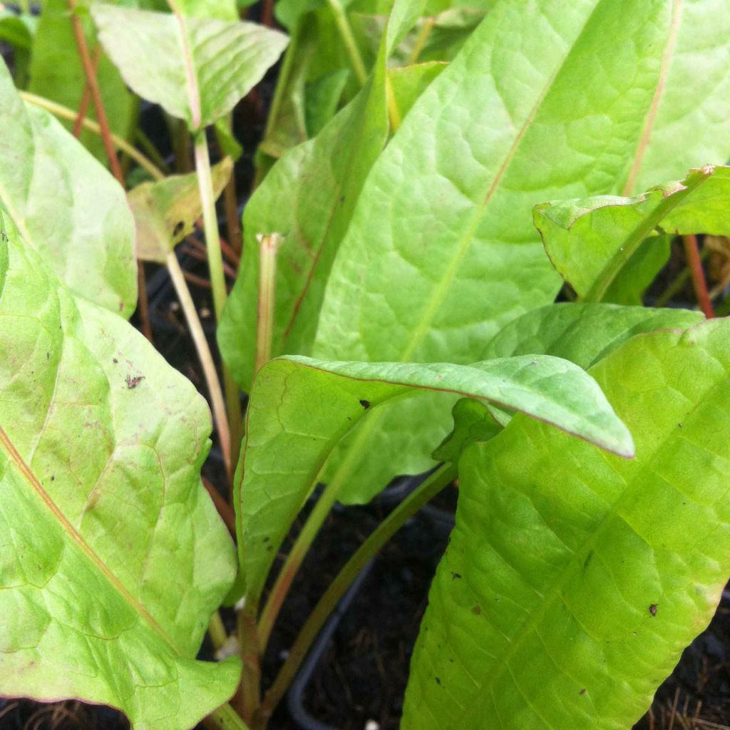 Rumex patientia Bio - Erba pazienza