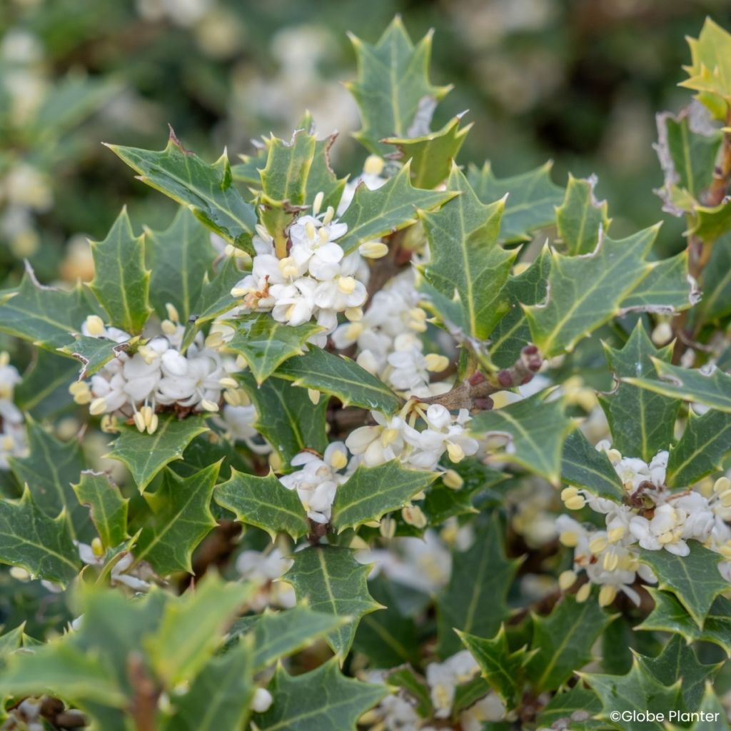 Osmanthus heterophyllus Perfume Party - Osmanto