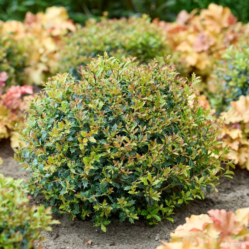 Osmanthus heterophyllus Perfume Party - Osmanto