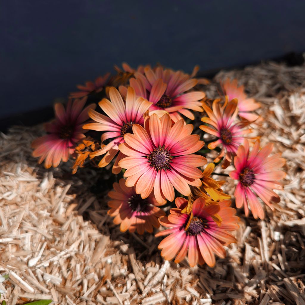 Osteospermum Cape Daisy Fireburst