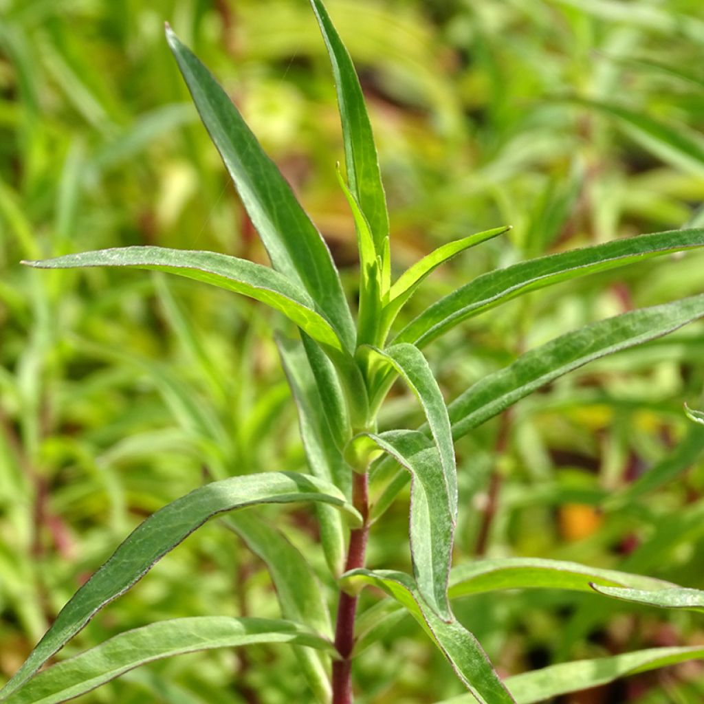Penstemon Sour Grapes