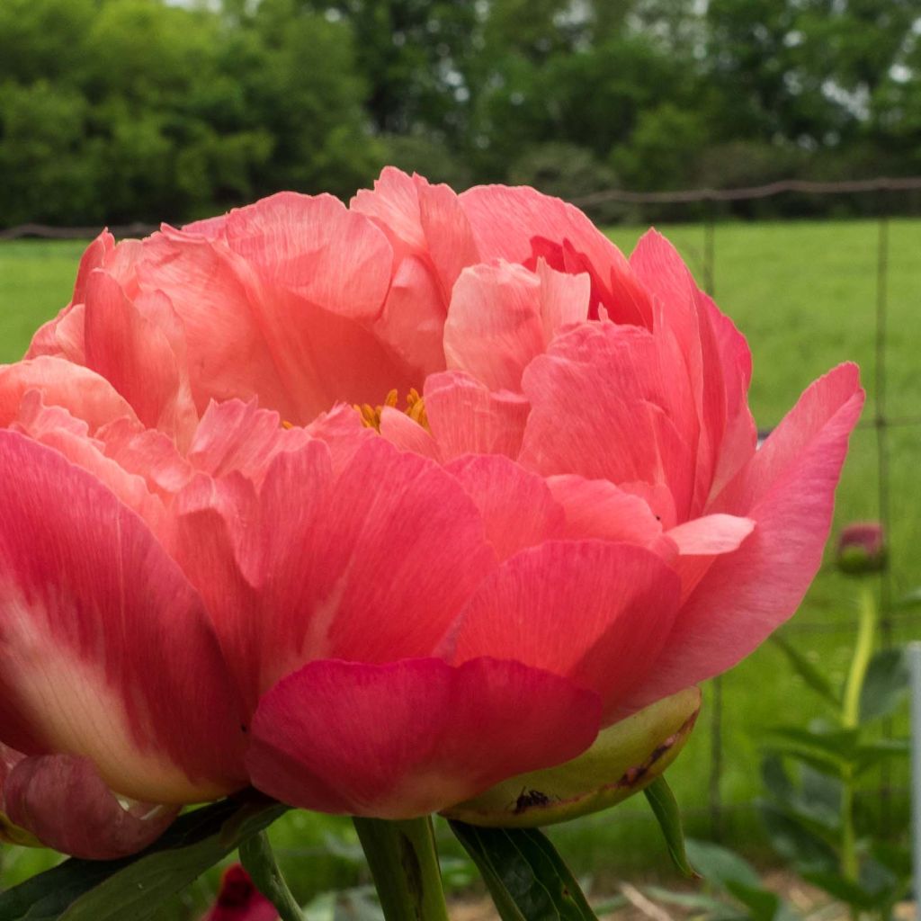 Peonia erbacea Coral Charm