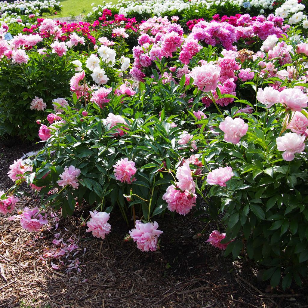 Peonia erbacea Edulis Superba