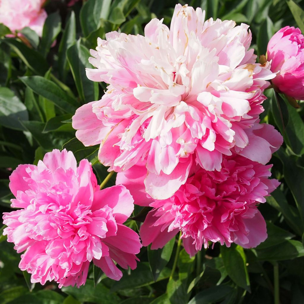 Peonia erbacea Edulis Superba